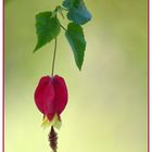 schönmalve (abutilon megapotamicum)......