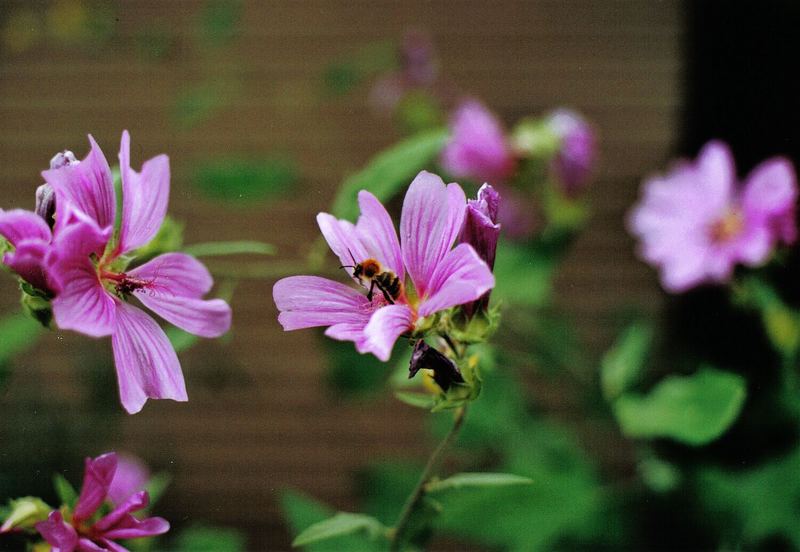 Schönmalve mit Bienchen