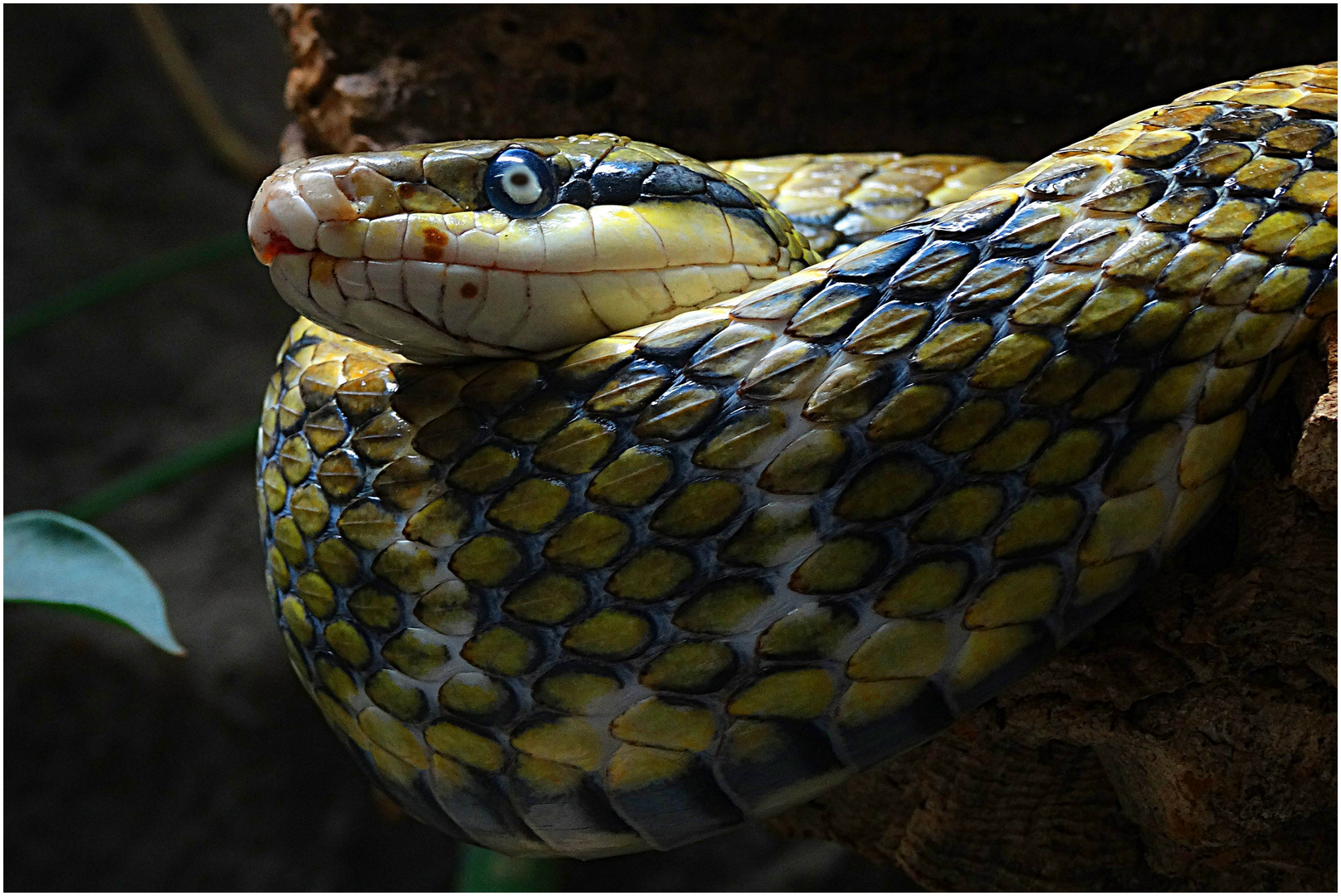 Schönnatter (ZOO NEUWIED)