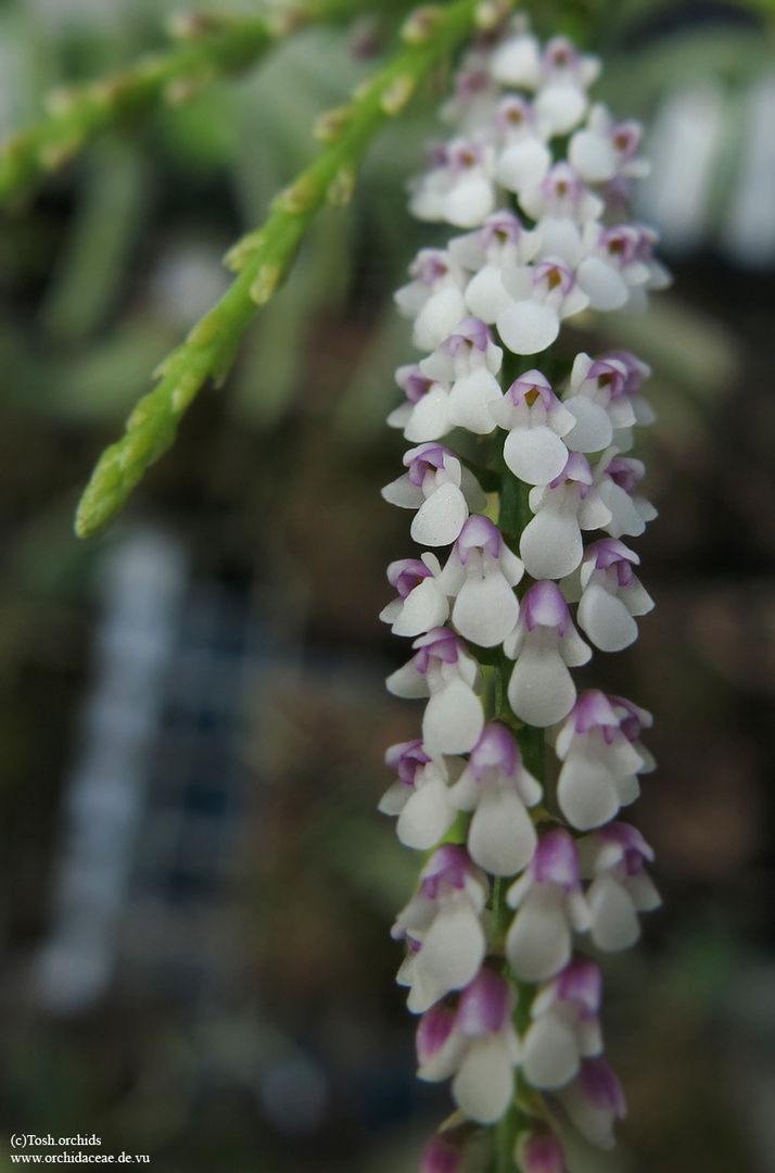 Schoenorchis gemmata