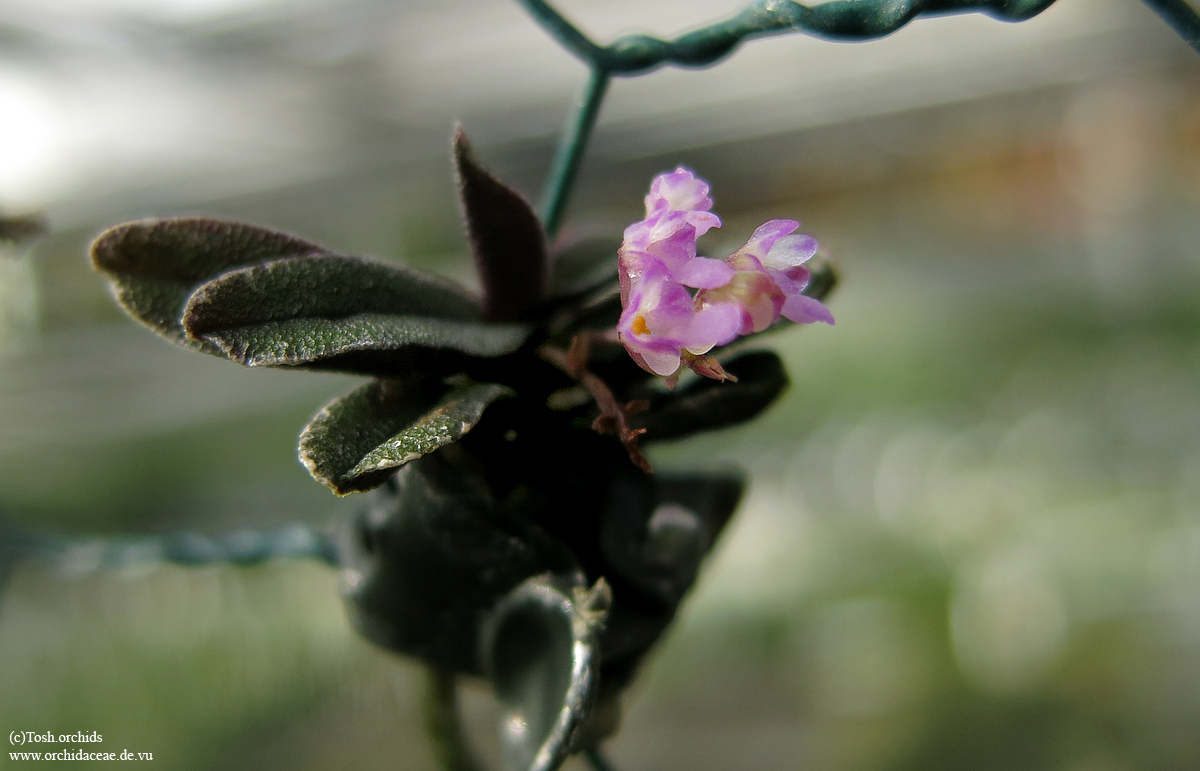 Schoenorchis tixieri