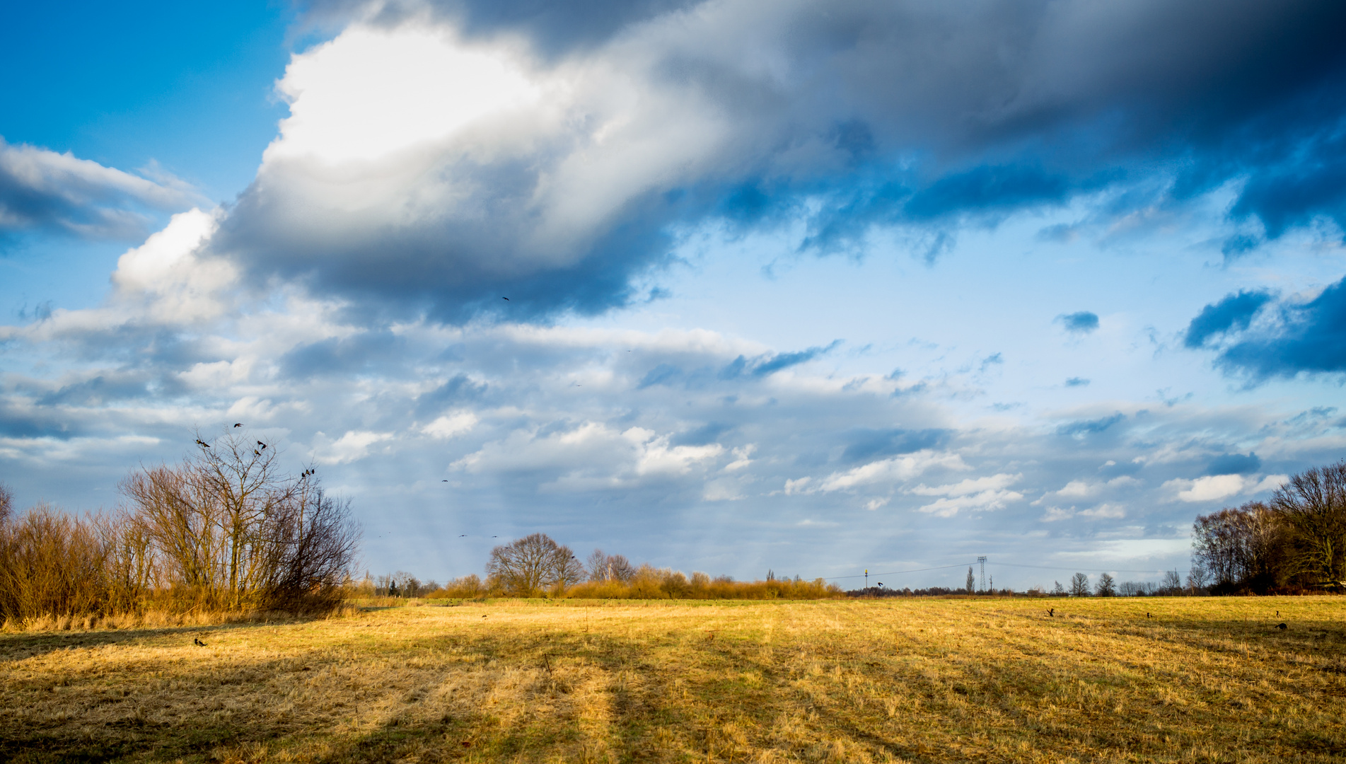 Schönower Heide