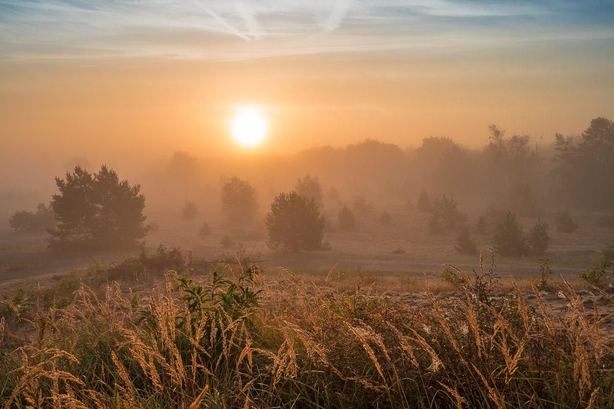 Schönower Heide