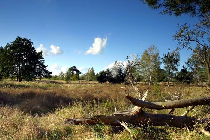 Schönower Heide