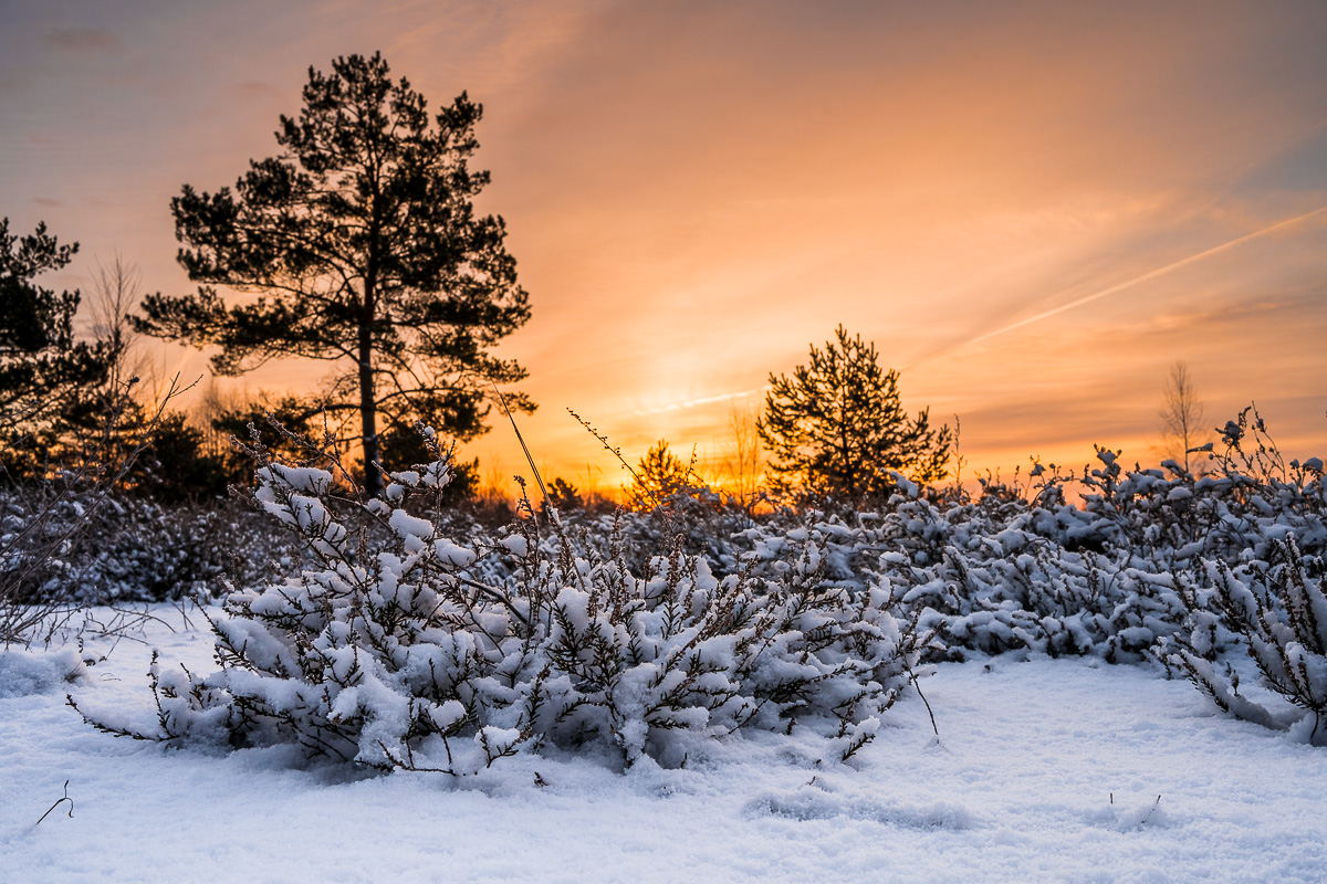 Schönower Heide