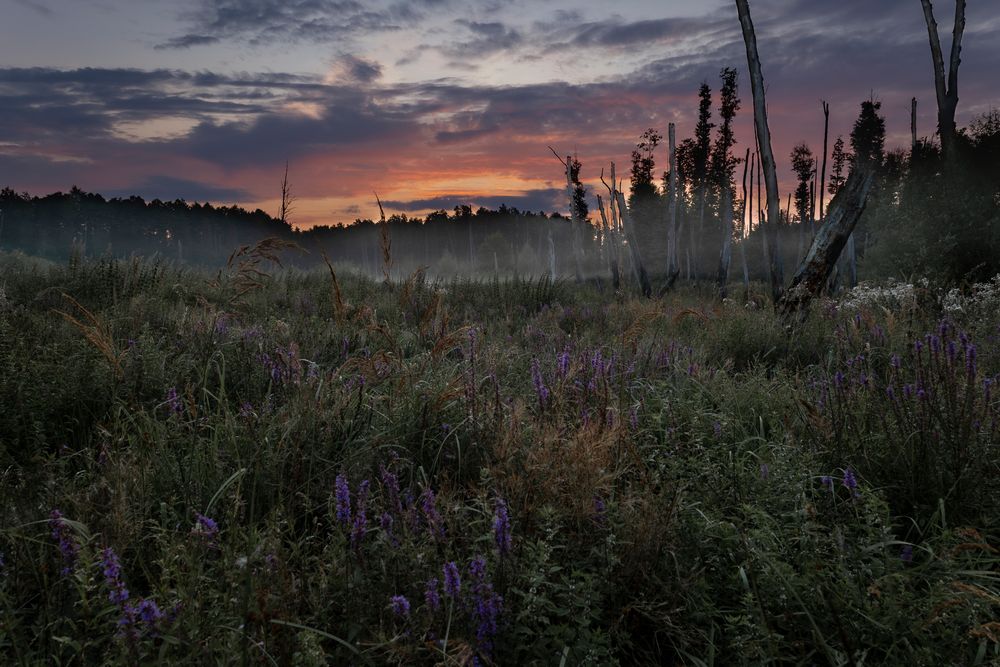 Schönower Heide