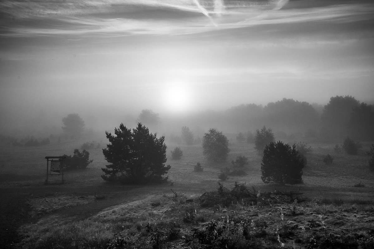 Schönower Heide