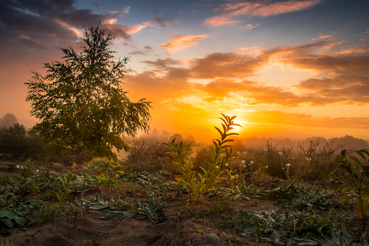 Schönower Heide II