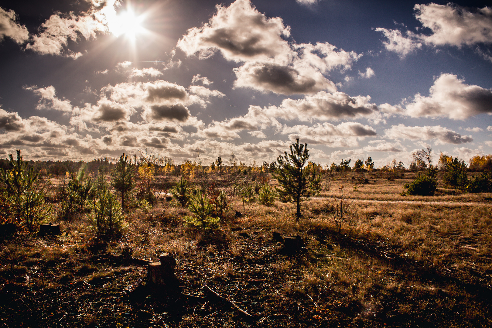 Schönower Heide im November