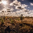 Schönower Heide im November