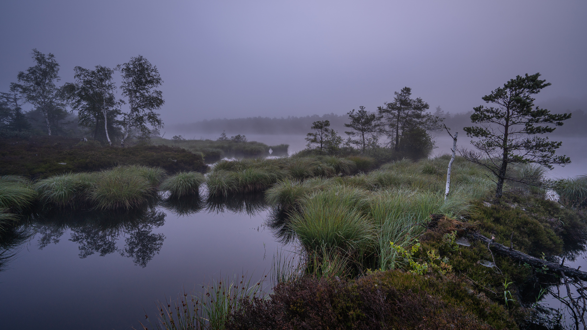 Schönramer Filz im Morgennebel