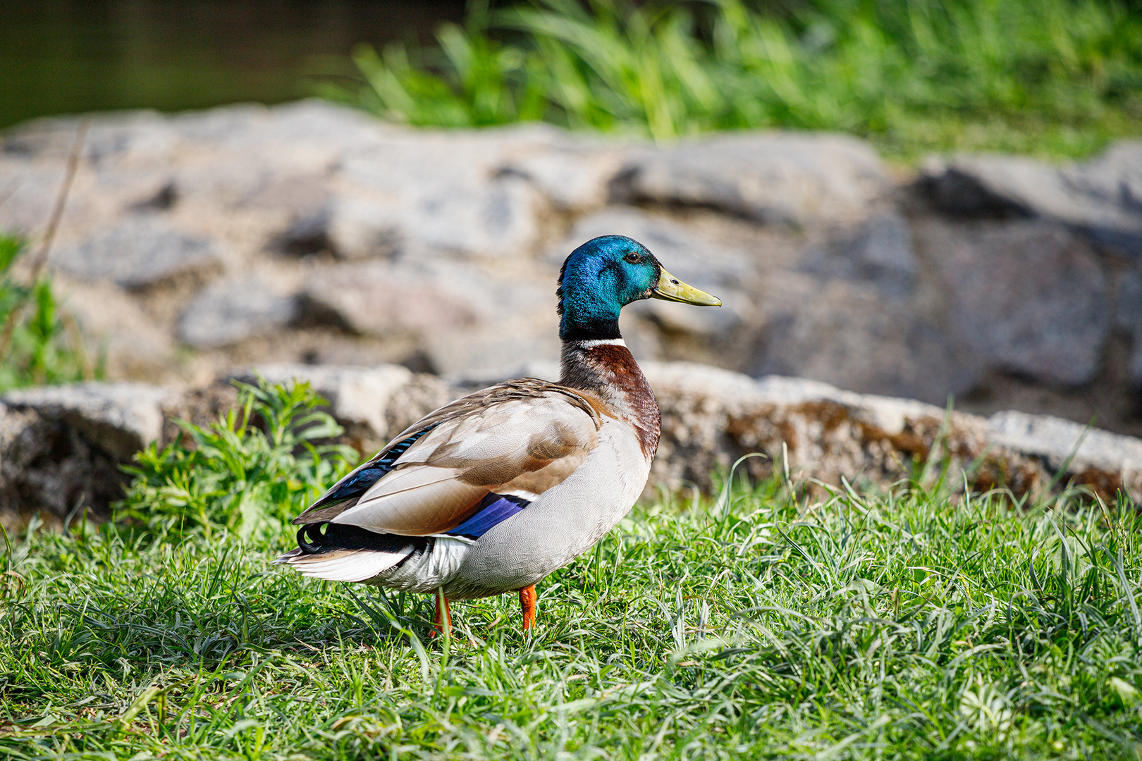 Schönste Ente im Park