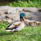 Schönste Ente im Park