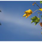 Schönste Herbststimmung