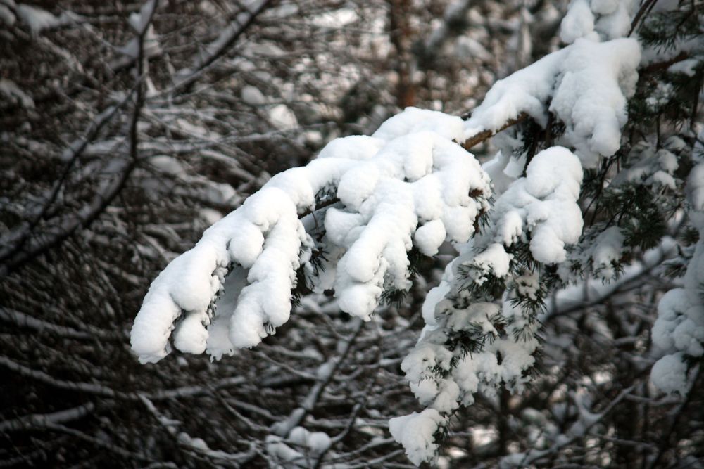 schönste Weihnachtsdeko wo gibt Foto & Bild wald, winter, schnee