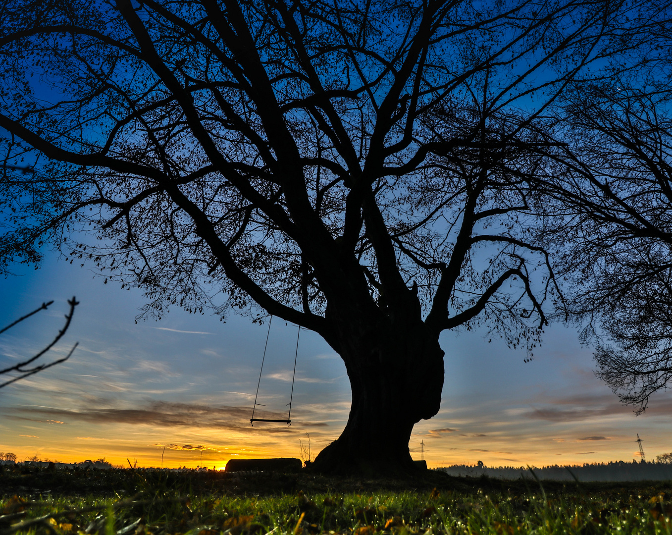 Schönster Baum in Germering