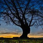 Schönster Baum in Germering