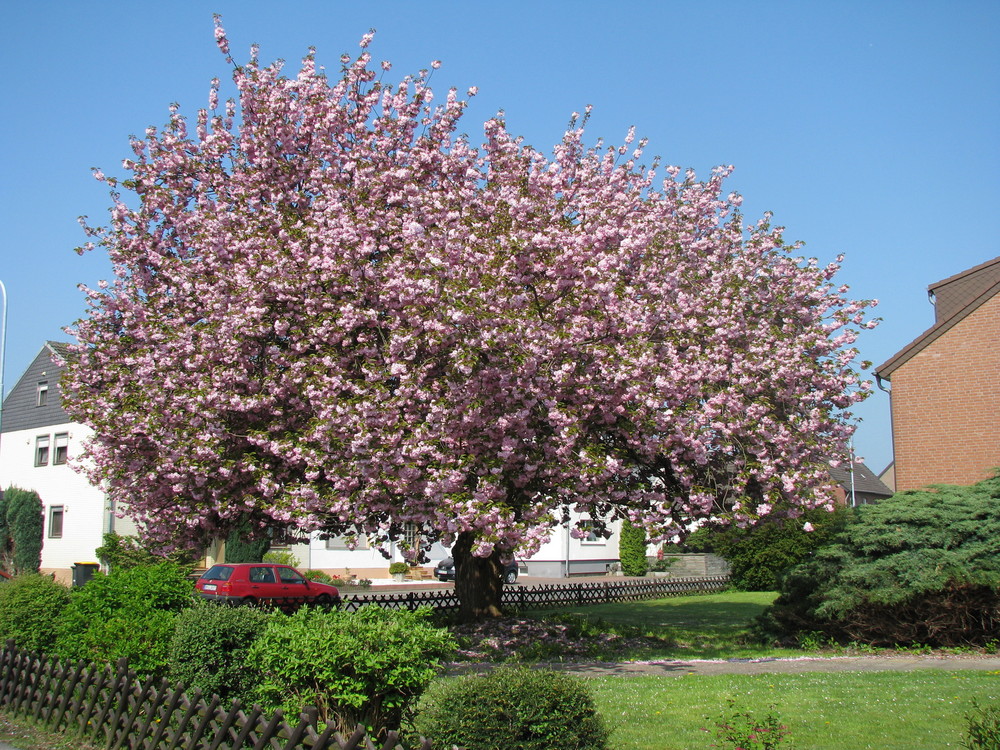 schönster Baum VON GROUVEN