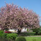 schönster Baum VON GROUVEN