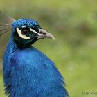 Schönster Pfau der Herde..