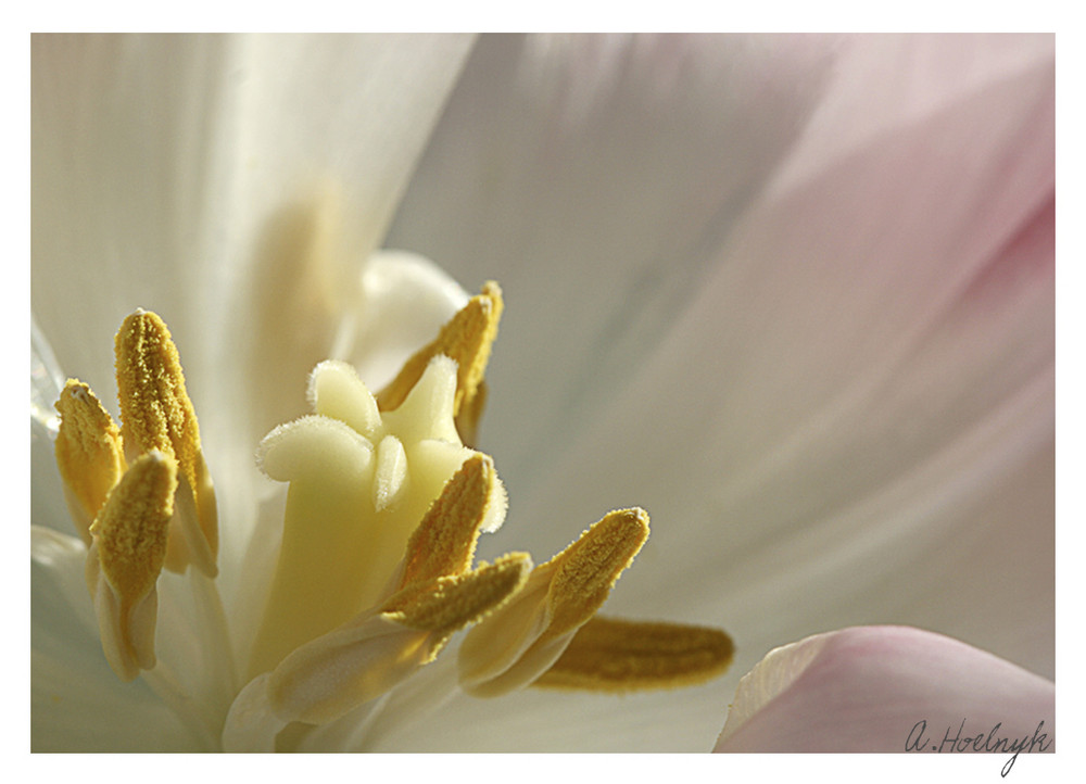 Schönstes Detail einer Tulpe