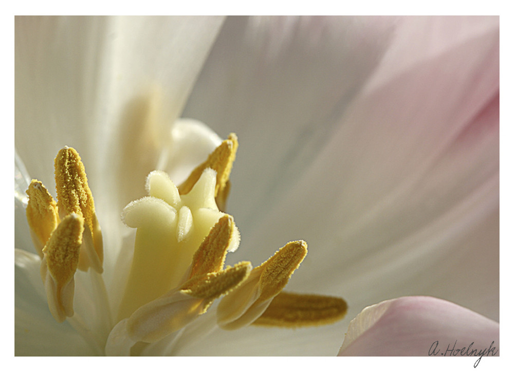 Schönstes Detail einer Tulpe von Annika Hölnyk