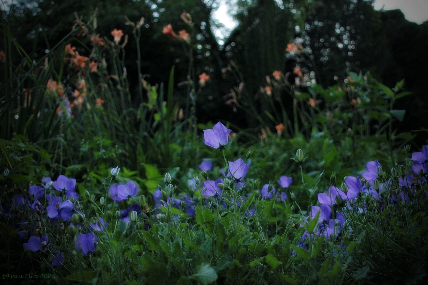 Schöntalblüten