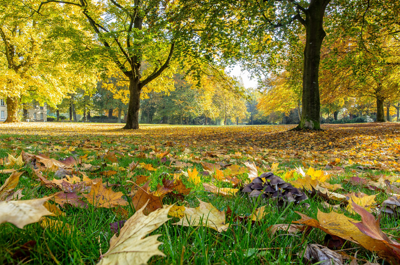 SCHOENWASSER PARK