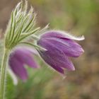 ~ Schönwetterblümchen ~