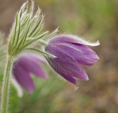 ~ Schönwetterblümchen ~