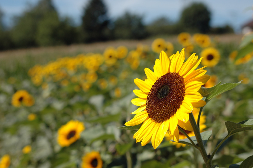 Schönwetterblume