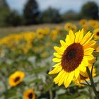 Schönwetterblume