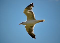 Schönwetterflug