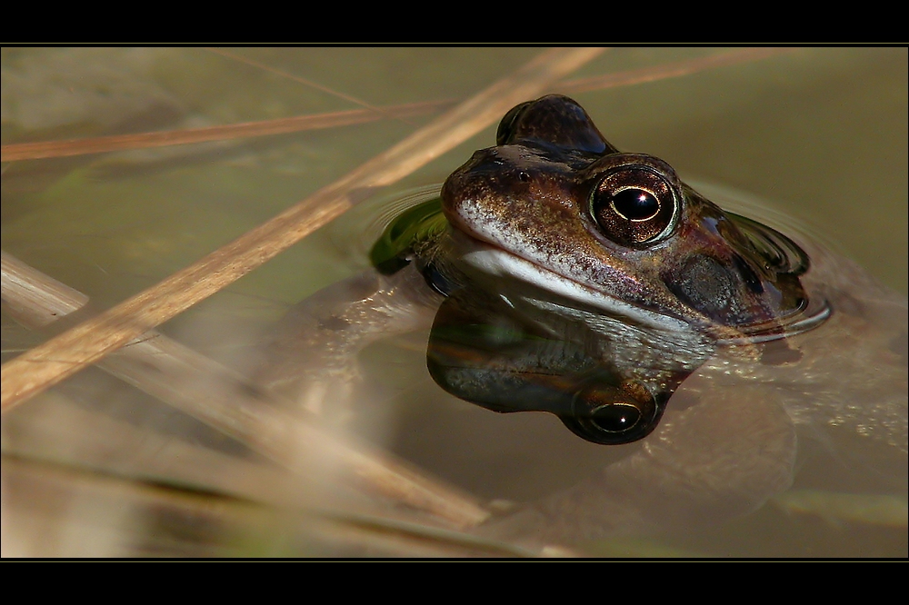 *schönwetterfrosch*