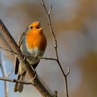 Schönwettergesang - Rotkehlchen (Erithacus rubecula)