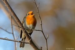 Schönwettergesang - Rotkehlchen (Erithacus rubecula)