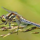 Schönwetterlibelle