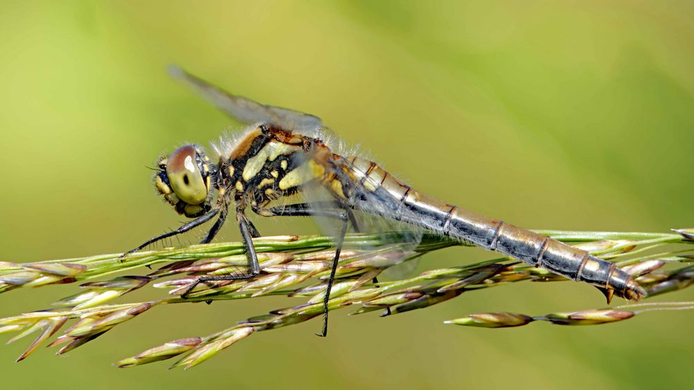 Schönwetterlibelle