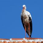 Schönwetterträumer - Storch auf dem Dach