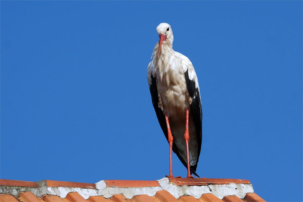 Schönwetterträumer - Storch auf dem Dach