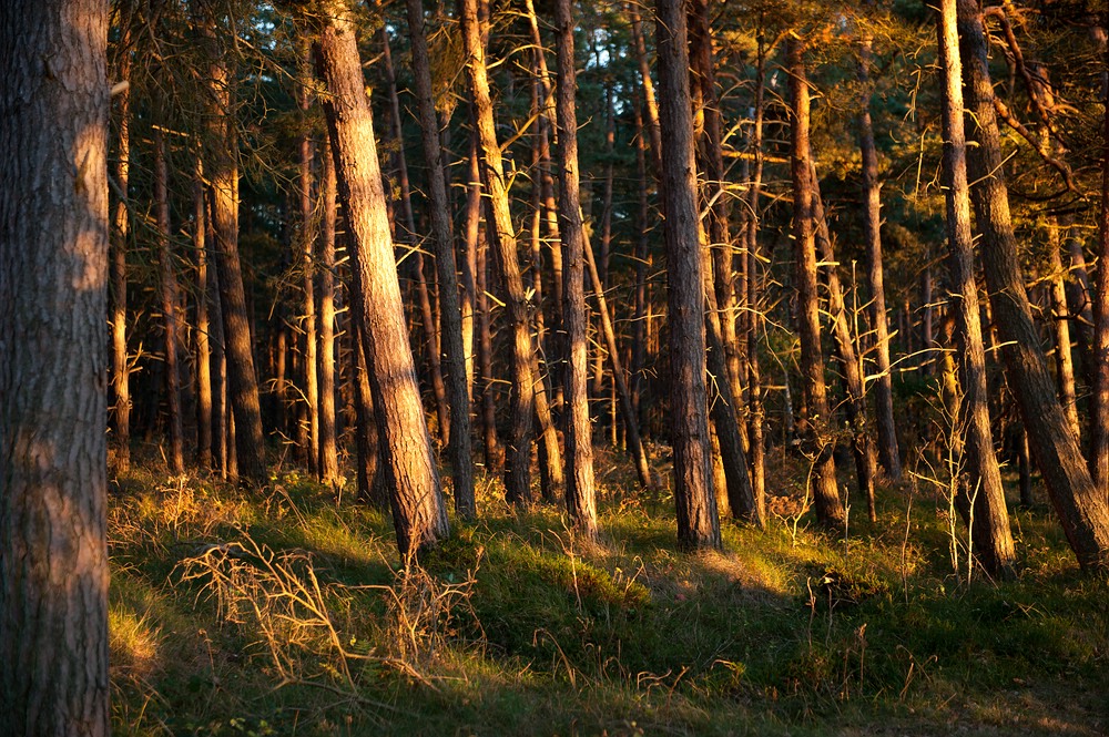 Schönwetterwald