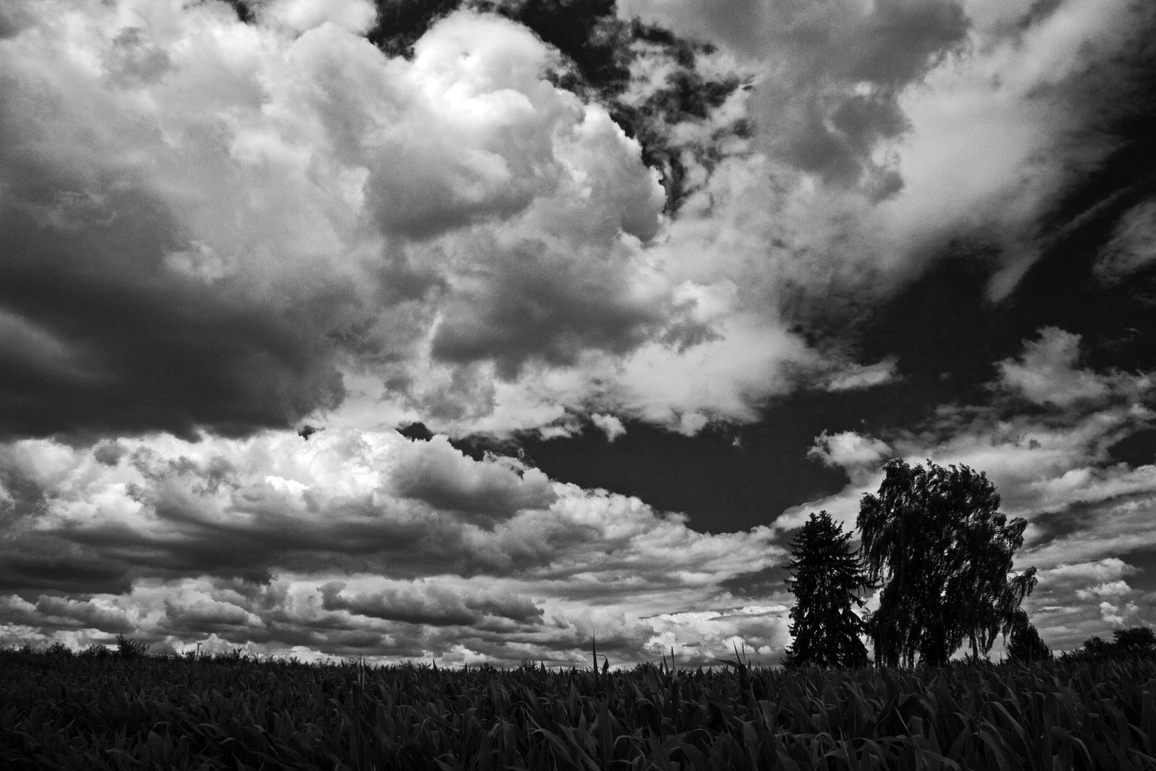 Schönwetterwolken