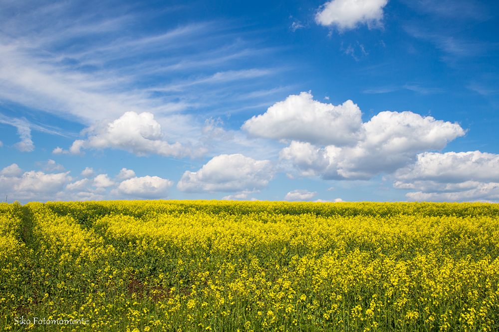 Schönwetterwolken