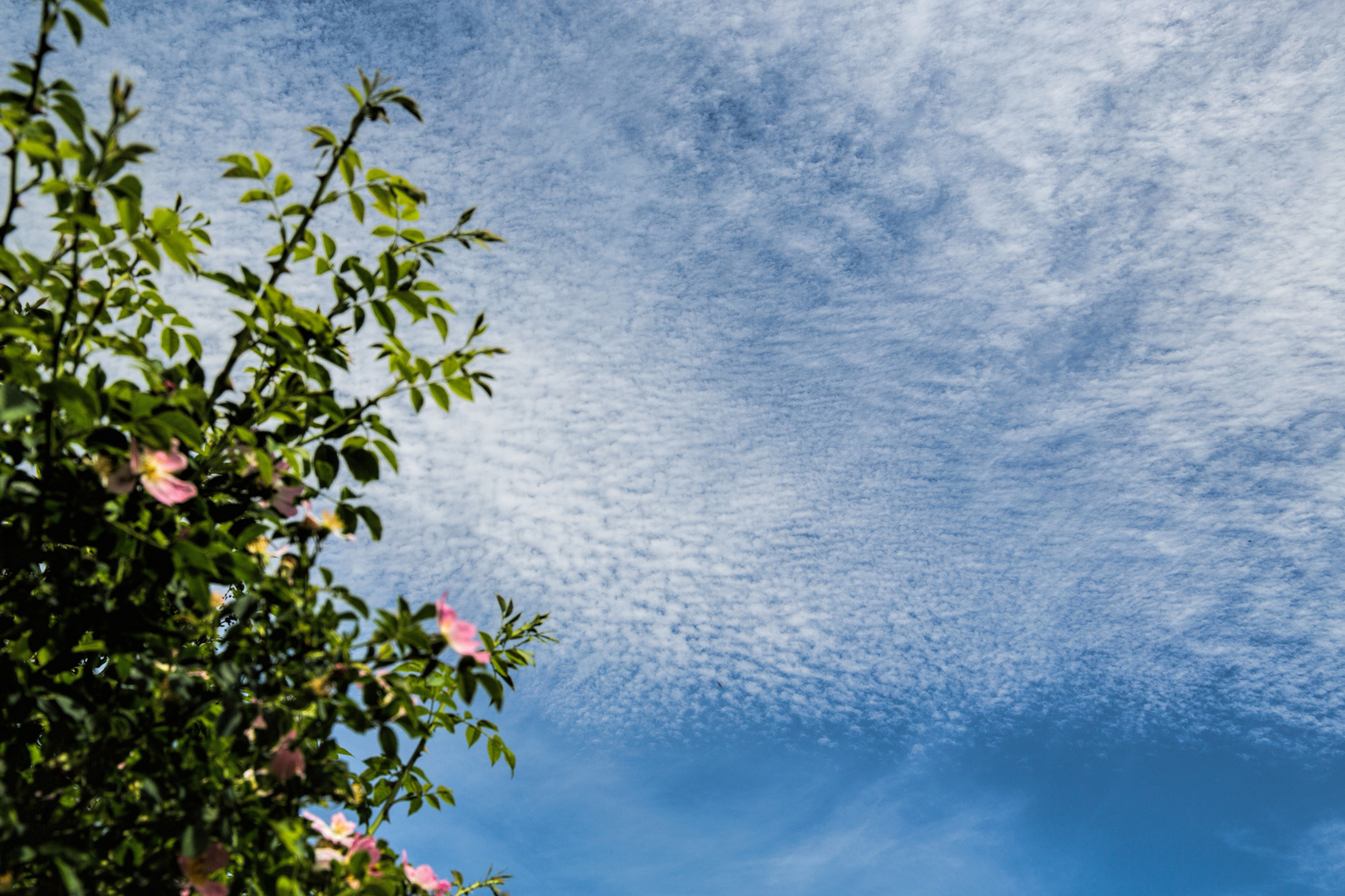 Schoenwetterwolken