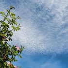 Schoenwetterwolken