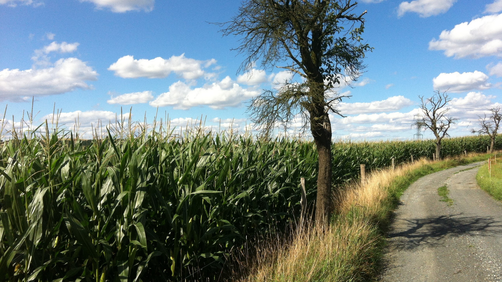 Schönwetterwolken über Maisfeld im Nordvogtland