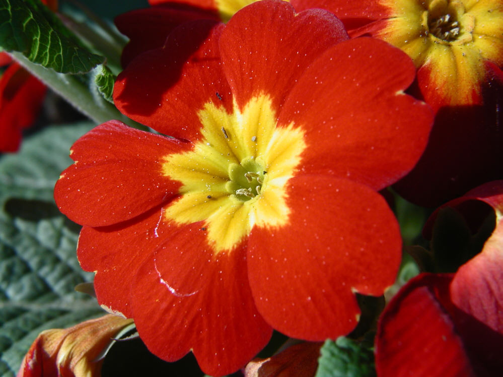 Schöööne Blume