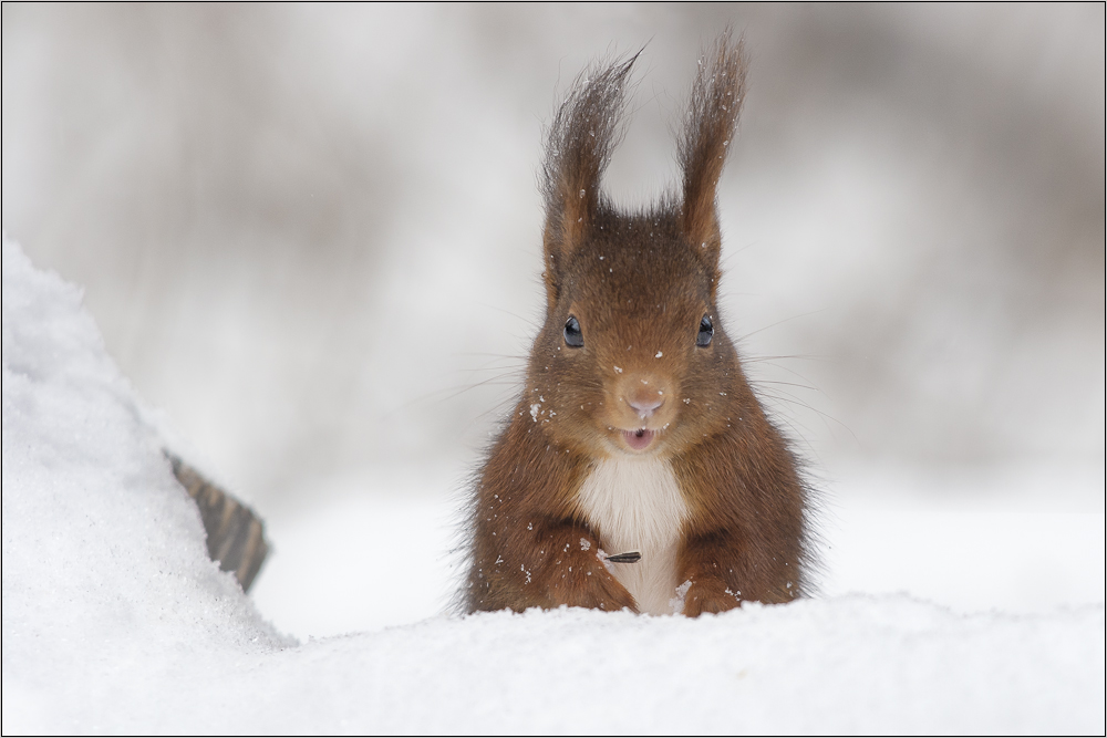 Schööööön_____ist's___ im_ Winter...