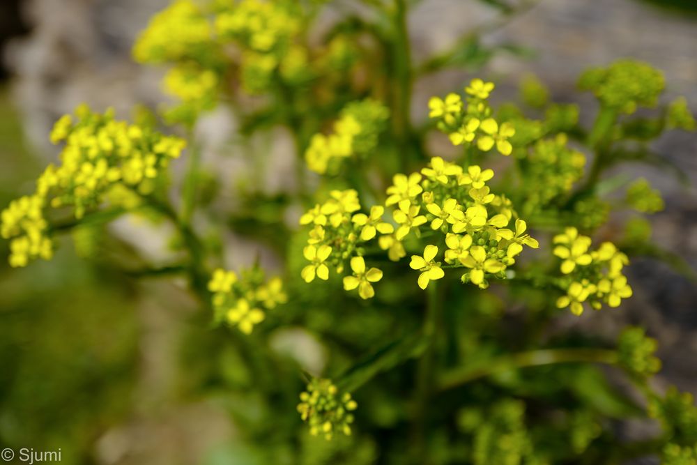 Schöterich Foto & Bild pflanzen, pilze & flechten, blüten