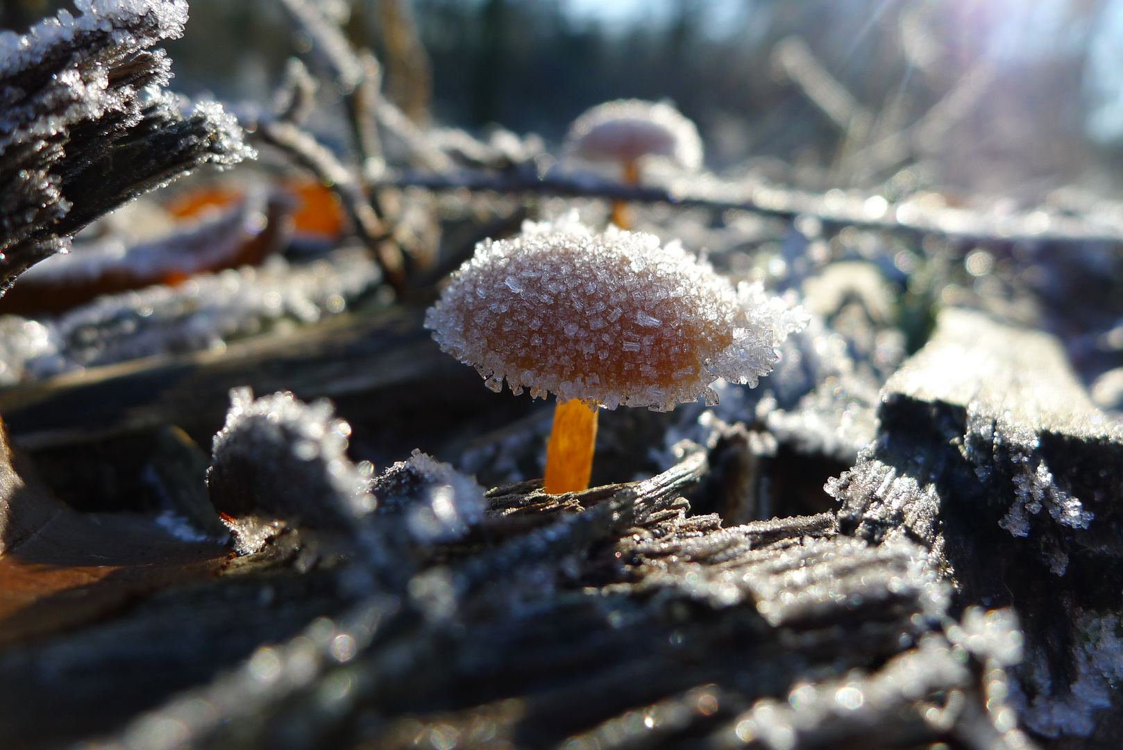 Schöttelheide-Pilz